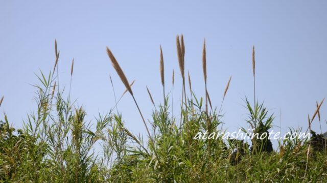 イタリア、シチリア州リパリ島の植物