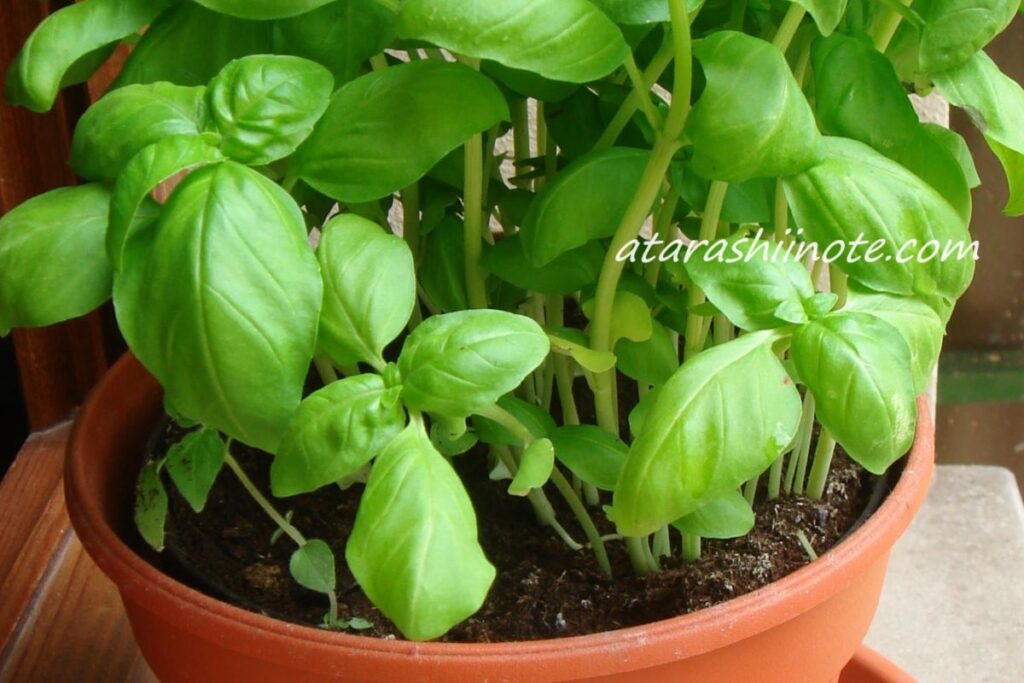 バジルの鉢植え栽培