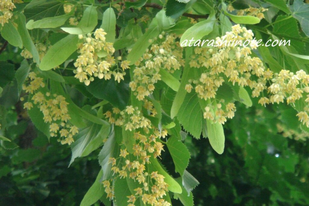 リンデン(西洋菩提樹)の花