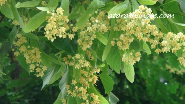 リンデン（西洋菩提樹）の花