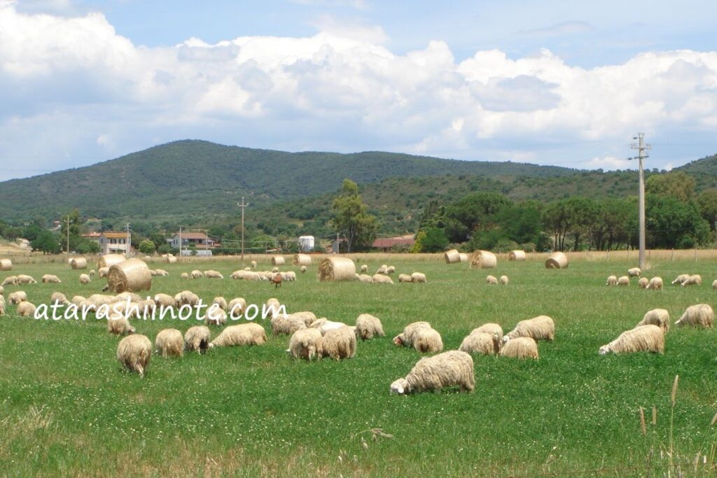 草を食む羊たち　トスカーナ州南部マレンマ地方にて